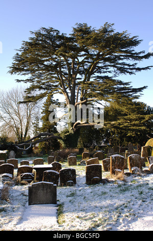 Cedar of Lebanon tree in winter, St. Leonard`s churchyard, Priors Marston, Warwickshire, England, UK Stock Photo
